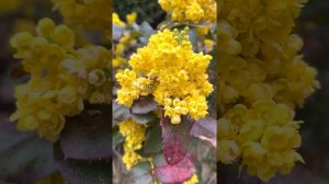 Орегонский виноград. Свойства