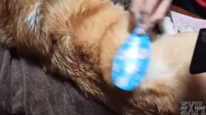 Подготовка собаки к выставке - вельш корги пемброк