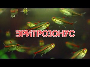 Эритрозонус хемиграммус или тетра-светлячок. Содержание и разведение в аквариуме.