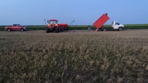 18.05.2023! Посев сорго устойчивого к евролайтингу!