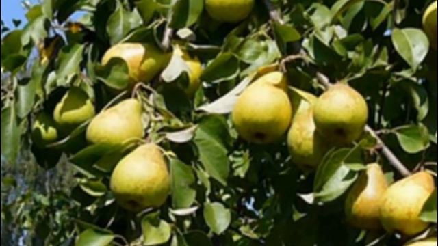 Поздний и вкусный сорт ноябрьской груши смотреть онлайн