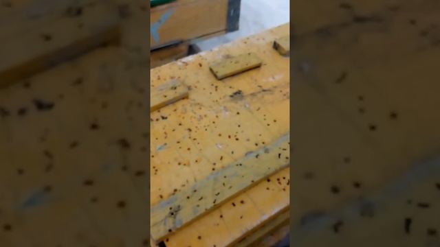 Среднерусские пчелы облет 2 марта 2022 год. смотреть онлайн