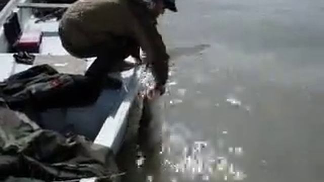 Рыбалка в Казахстане. Выпускаем сомика. смотреть онлайн