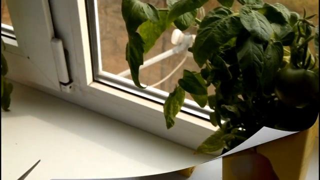 Эксперимент с помидорами. Ждем чудо. смотреть онлайн