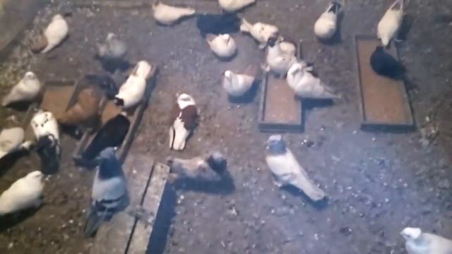 Самая страшная болезнь голубей смотреть онлайн