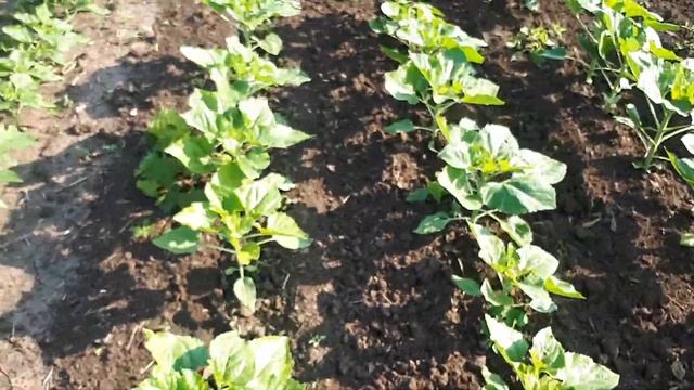 Обзор подсолнечника после обработки экспресс по 50 грамм , подкормка. смотреть онлайн