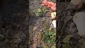 Тыква Матильда