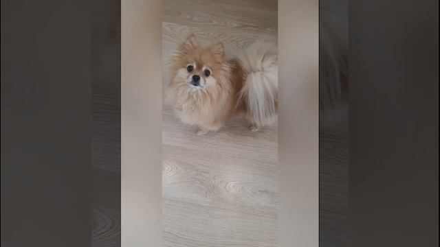 Кот толстый, а шпиц отлично прячется от расчесываний!
