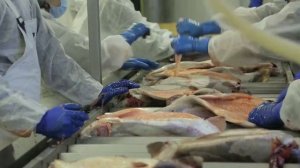 Потрошение форели на предприятии Федоренко Н. В.