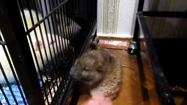 "Табу" для крысоводов, или что нельзя делать. На примере. (Wild Rats | Дикие Крысы) смотреть онлайн