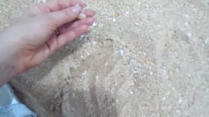 Приехали на пляж Колва ( южное Гоа), первые впечатления. Индия июнь 2017