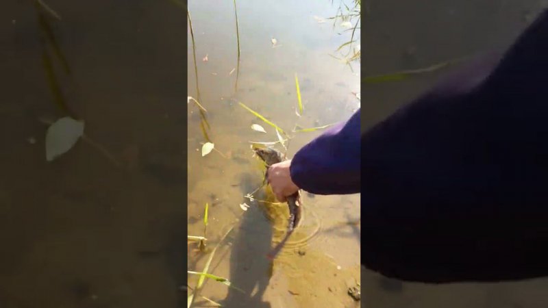 Выпускаем ЩУКУ #отдых