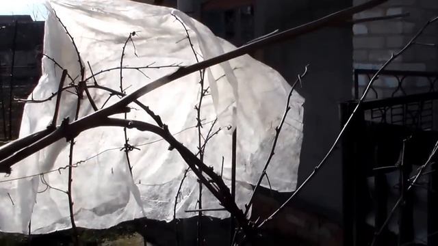 Штамбовая малина ранней весной