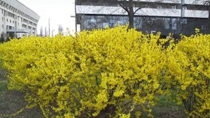 Это Форзиция! This is #Forsythia! #Форзиция