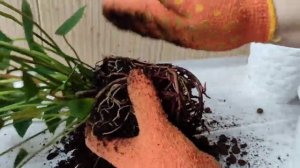 Мужское Счастье (Антуриум),  Правила Пересадки