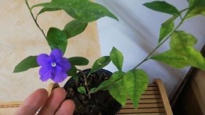Brunfelsia australis. Брунфельзия австралийская