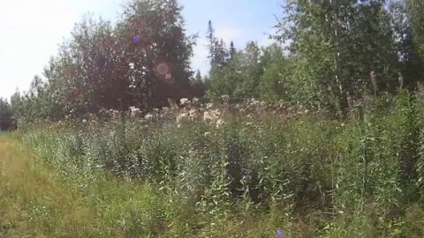 Красная смородина, или кислица )))