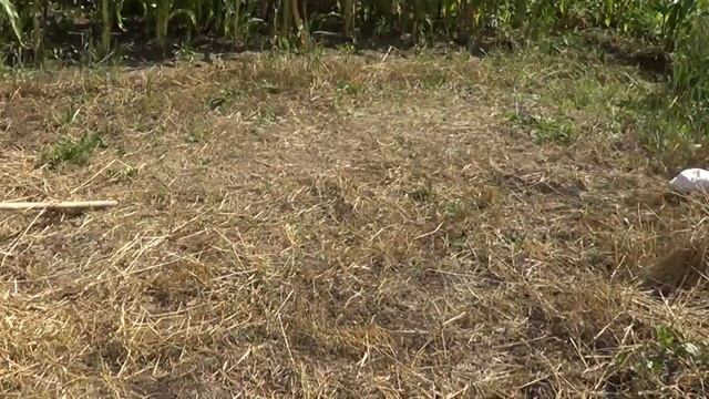 Овёс для коз. Сам посеял. смотреть онлайн