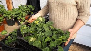 Техника посадки черенков зональной пеларгонии .