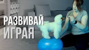 Как развивать собаку играя, только полезные игры.