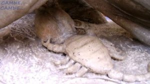 Невероятные #ЖИВОТНЫЕ, которые, К СЧАСТЬЮ, уже #ВЫМЕРЛИ