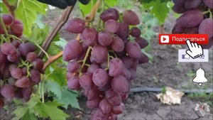 Виноград Дубовский Розовый. Урожай и особенности гибридной формы