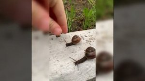 УЛИТКИ. семья улиток