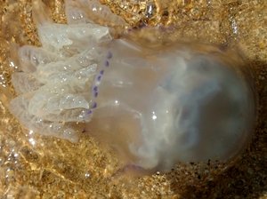 Азовское море, ст. Должанская,  Адмиральский причал