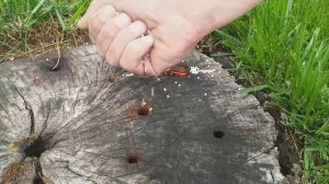 (212) Засыпаем второй пень селитрой. Убить пенек селитрой!