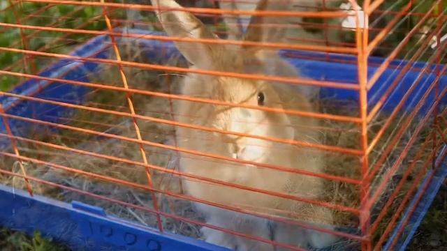 кролик и звуки природы смотреть онлайн