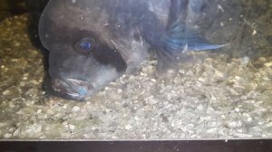 Самка Фронтозы Бурунди с мальком #stizos #cichlidshow