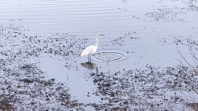 iPhone 12 Pro Max HDR test. Egret Fishing смотреть онлайн