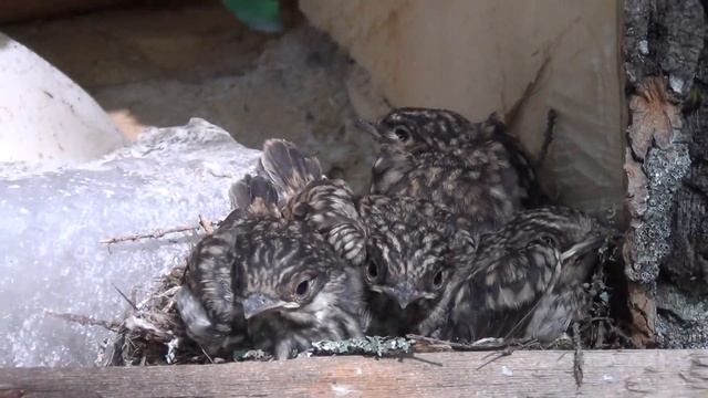 Сюрприз на солончаке - продолжение смотреть онлайн