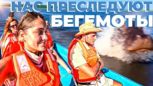 Водное сафари на озеро Найваши в Кении. Отель в национальном парке с животными и зебры лягаются