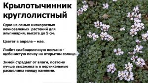 Растения для альпийской горки. Названия, фото, краткое описание