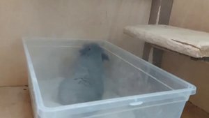 Купание шиншилл в песке? почему шиншилла не купается в песке?