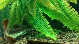 Аквариумная рыбка пангасиус. Pangasianodon hypophthalmus