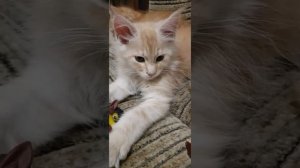 Maine Coon 2 months ,Котенок Мейн-кун,  2 месяца