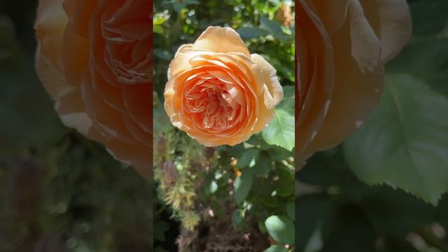 Yellow Rose, the David Austin Crown Princess Margareta Rose #rose #davidaustinroses