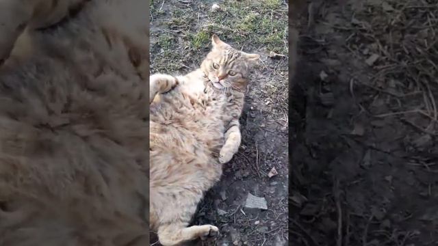 Я ржал целый час. Лучшие смешные видео про животных. Funniest Cats - Funny Cats Life