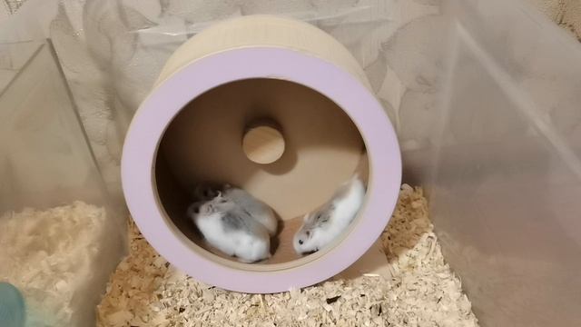 ХОМЯЧКИ РОБОРОВСКОГО ТОЛПОЙ БЕГАЮТ В ОДНОМ КОЛЕСЕ :)