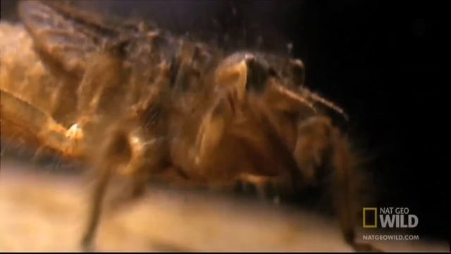 Утконос (лат. Ornithorhynchus anatinus) смотреть онлайн