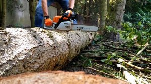 Bucking with STIHL MS 291.