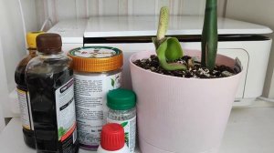 ЗАМИОКУЛЬКАС ЦВЕТЕТ! 6 УДОБРЕНИЙ для цветения ЗАМИОКУЛЬКАСА, активного роста и крепких листьев