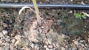 Действие препарата "ГУМИСТОК" на корневую систему!))))