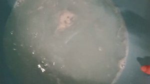 Купаем Басика?