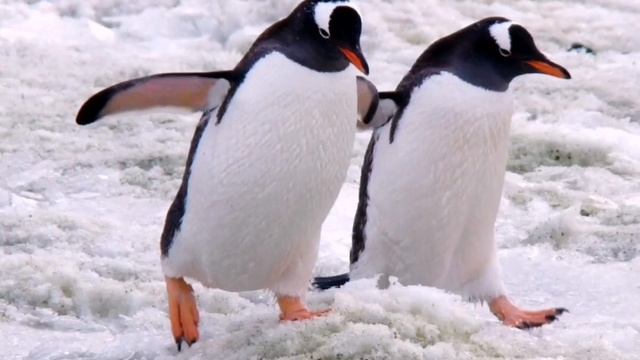 КАКИЕ ПТИЦЫ БЕГАЮТ НО НЕ ЛЕТАЮТ ? смотреть онлайн