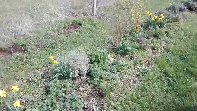 Весна в Болгарии. Цветники в марте. Пасхальный зайчонок смотреть онлайн