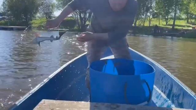 Утреннее зарыбление осетром 20 кг смотреть онлайн