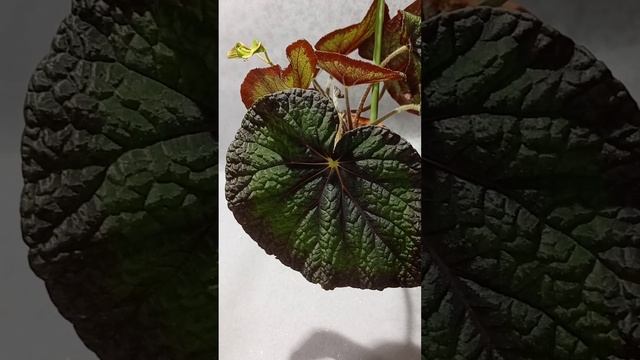 Begonia Green Goddess  #обзор #обзорцветов #продажапочтой #продажапочтой #бегонии